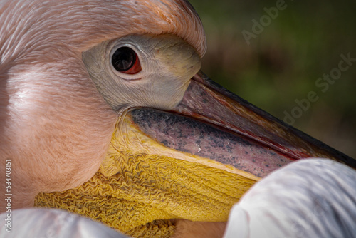closeup portrait of a pink pelican