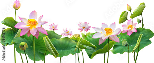 beautiful lotus and leaf in nature