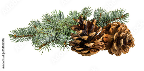 Cone and branch of fir-tree on a white background