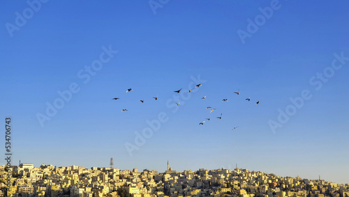 A flock of birds at the Citadel in Amman, Jordan