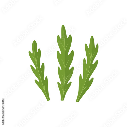Arugula isolated on white background. Rucola, leafy greens. Vector illustration in flat style. 