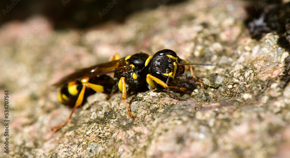 Kotwespe // Field digger wasp (Mellinus arvensis) Kotwespe // Field digger wasp (Mellinus arvensis)