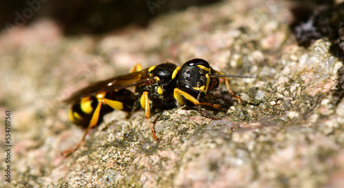Kotwespe // Field digger wasp (Mellinus arvensis) photo
