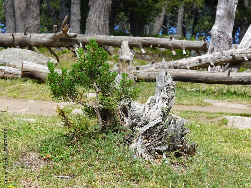 Young pineus uncinata (Hook pine) in a forest of the Pyrénées Orientales. Young pineus uncinata (Hook pine) in a forest of the Pyrénées Orientales.