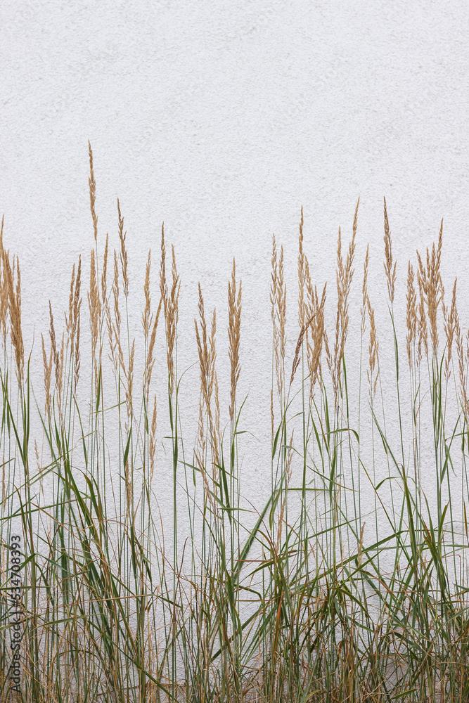 Naklejka premium Decorative grass on a white wall background