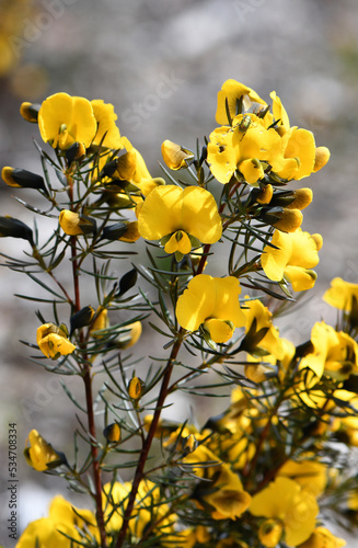 Yellow flowers of the Australian native Large Wedge Pea, Gompholobium grandiflorum, family Fabaceae. Spring flowering. Grows in heath and dry sclerophyll forest on sandstone in Sydney region photo