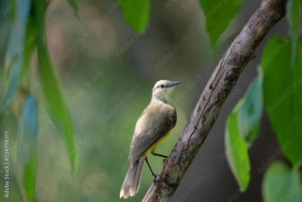 Fototapeta premium suiriri-cavaleiro (Machetornis rixosa)