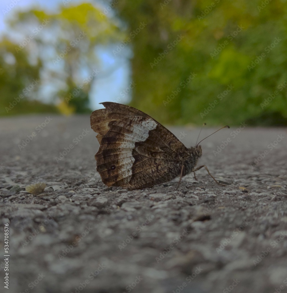 Obraz premium butterfly