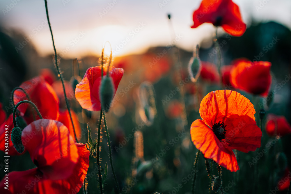 Obraz premium Sunset on the summer field