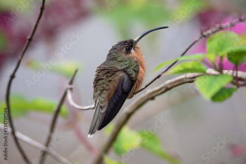 Balança-rabo-de-bico-torto, Glaucis hirsutus
