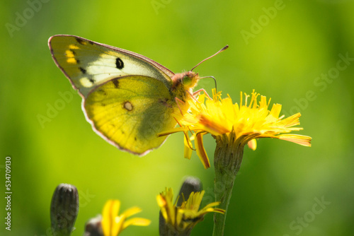 Wandergelbling auf gelber Blüte