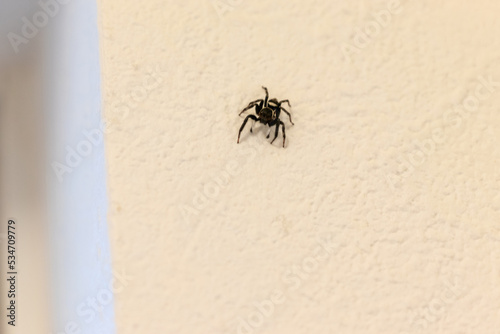 部屋の壁にへばりついた小さなクモ
