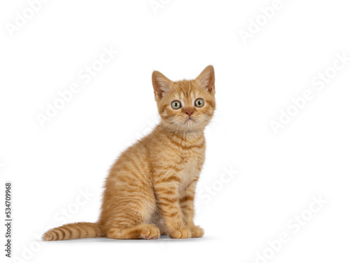Adorable ginger British Shorthair cat kitten, standing side ways. Looking towards camera. Isolated on white background.
