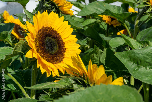 Commercial sunflower seed production field