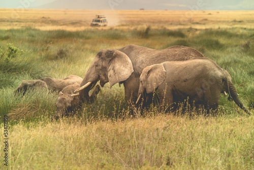 Photography A family of elephants walking through the savannah of the Serengeti, Tanzania