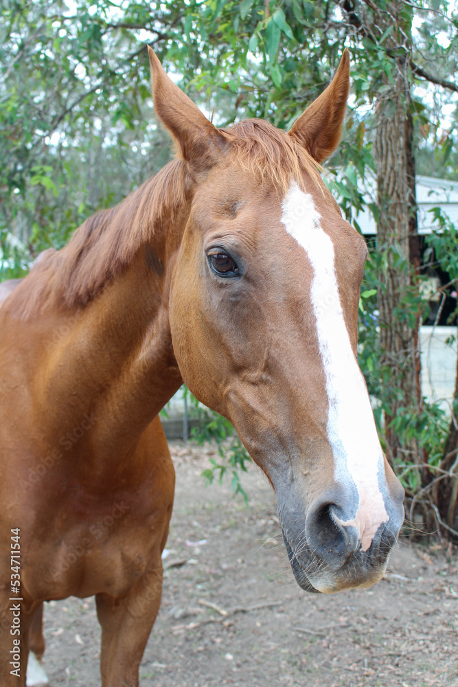 Chesnut, thoroughbred mare horse in a green paddock, grazing while surrounded by trees and wildlife Chesnut, thoroughbred mare horse in a green paddock, grazing while surrounded by trees and wildlife
