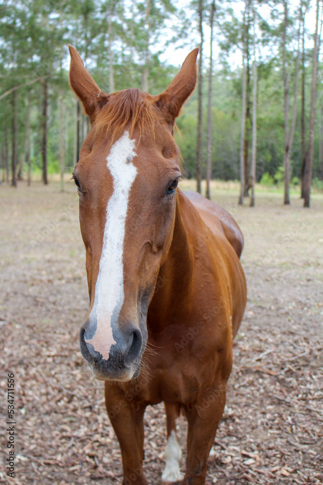 Chesnut, thoroughbred mare horse in a green paddock, grazing while surrounded by trees and wildlife