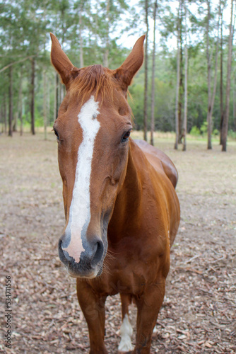 Chesnut, thoroughbred mare horse in a green paddock, grazing while surrounded by trees and wildlife © Leanne