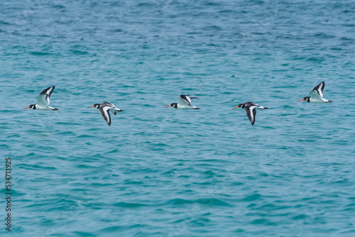 Five Eurasian oystercatchers (Haematopus ostralegus) or common pied oystercatcher, or palaearctic oystercatcher in flight