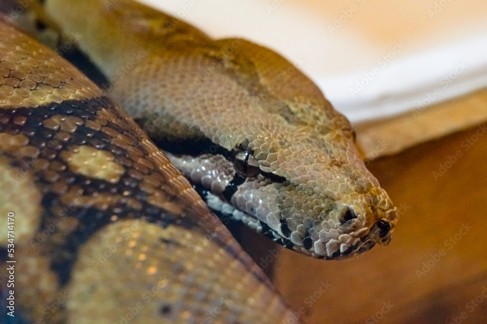 Fototapeta premium close up of a python