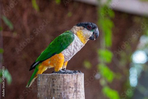 A black-headed parrot (Pionites melanocephalus) close up on a branch. photo