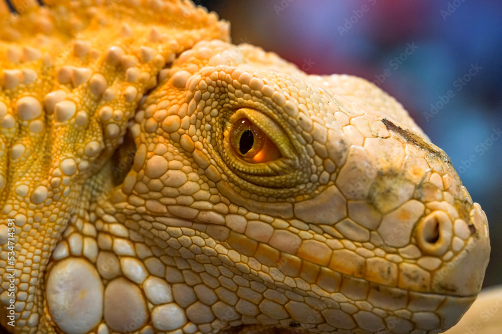Fototapeta premium close up of iguana