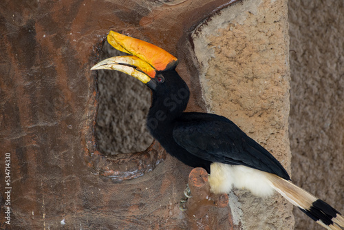 A rhinoceros hornbill (Buceros rhinoceros) perched on a rock in front of flowers in the rainforest. photo