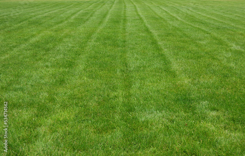 Lawn Care. Lines On A Green Lawn After Grass Cutting Vertical Stock Photo 