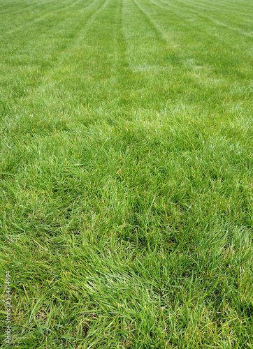 Low point of view of natural green lawn after laying new rolls of grass stock photo © AnyVIDStudio