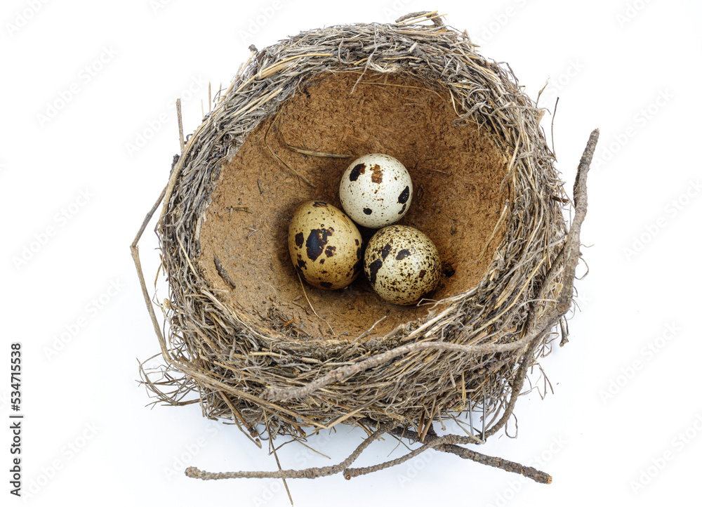 Obraz premium Bird's nest with three eggs close-up