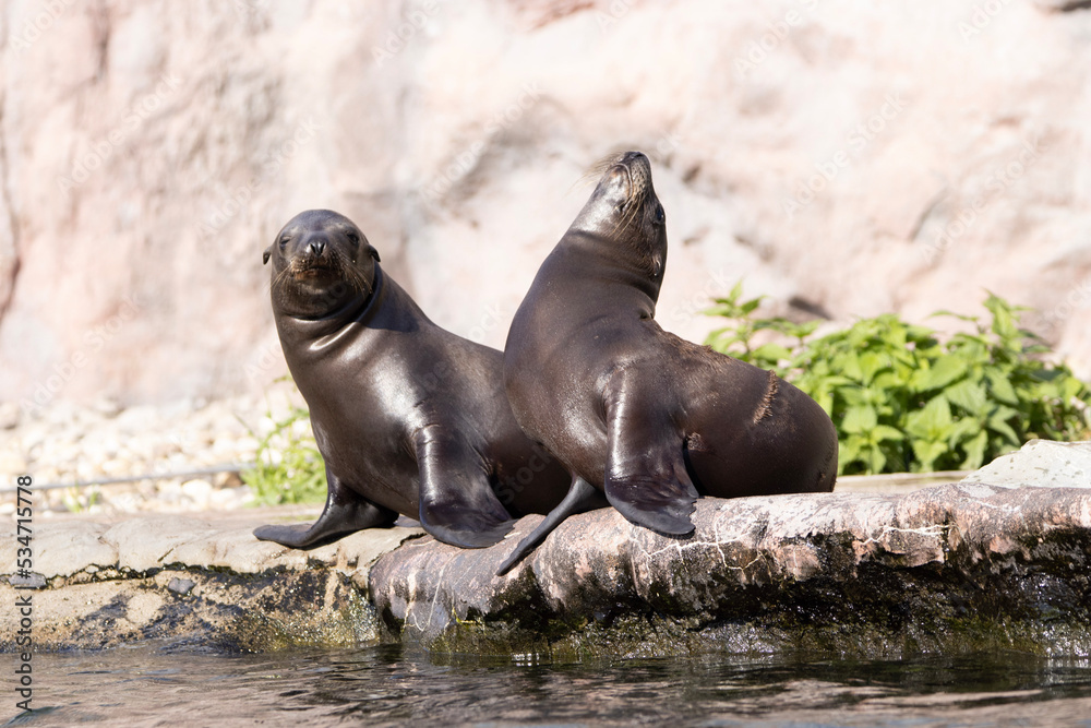 Fototapeta premium island sea lion