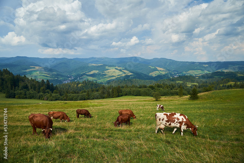 cows in the mountains in Poland