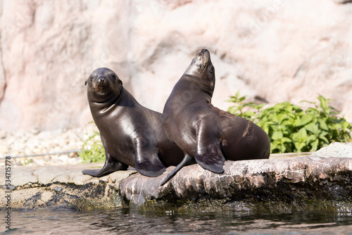 island sea lion