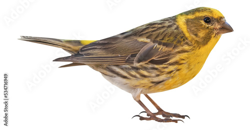 Male of European serin (Serinus serinus), PNG, isolated on transparent Background photo