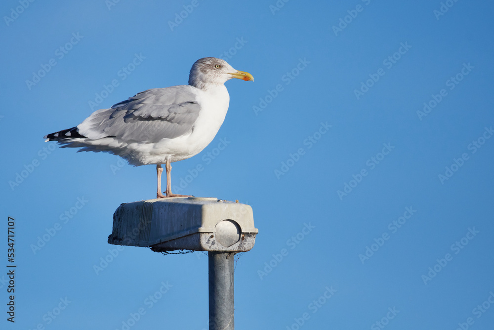 Obraz premium Silbermöwe im Schlichtkleid 