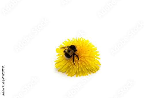 Dandelion with a bee on a white background
