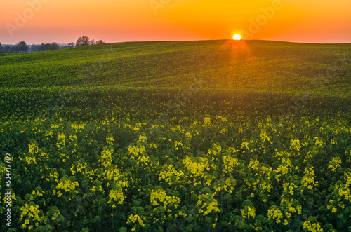 sunset in the field