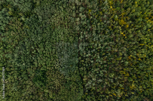Aerial top down view of green and yellow trees in the forest. Drone shot of a green autumn forest. © f8