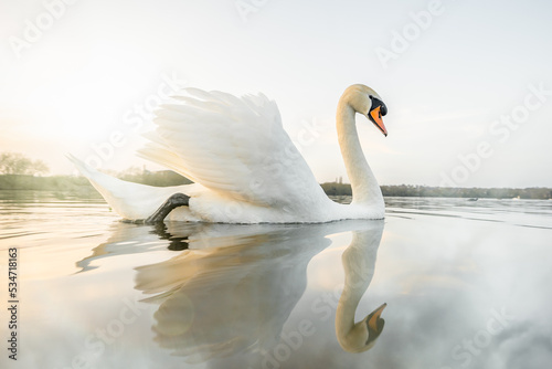 Fototapeta Naklejka Na Ścianę i Meble -  Beautiful serene swan reflected in perfectly still water at sunset nature reserve