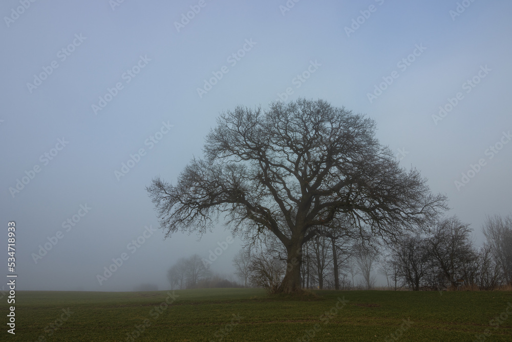Mystic view to a bare oak tree in the mist. Mystic view to a bare oak tree in the mist.