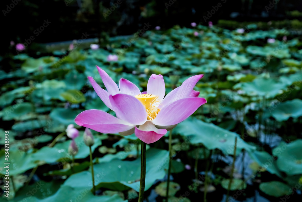 Pink lotus flower close up in Ubud, Bali Pink lotus flower close up in Ubud, Bali