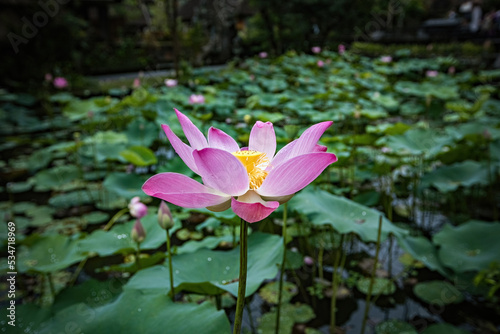 Pink lotus flower close up in Ubud  Bali