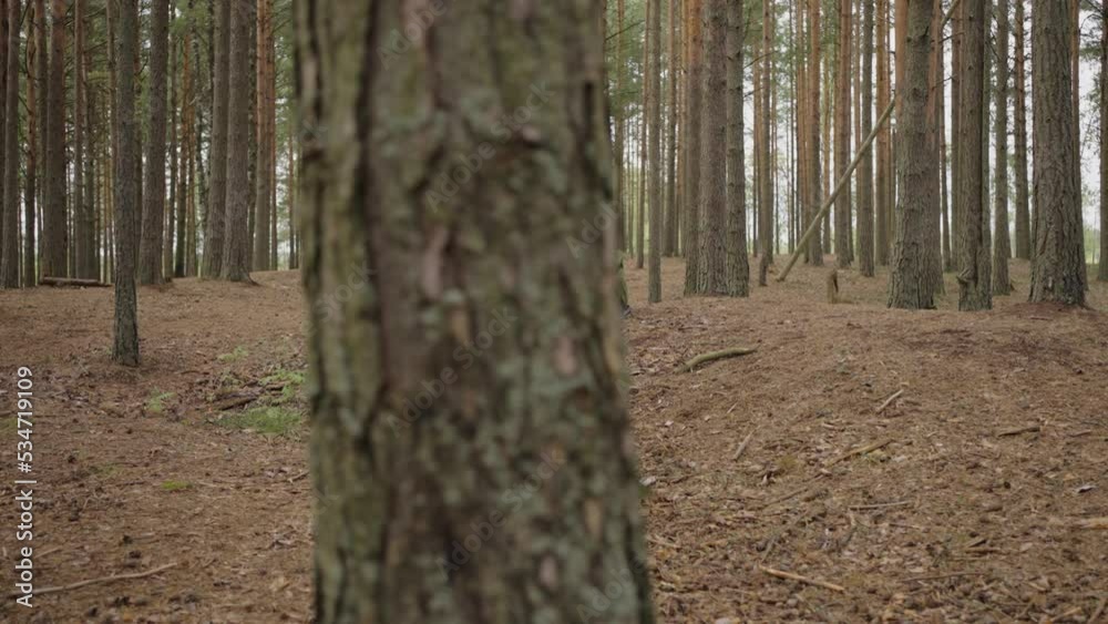 Young tourist sits on ground among tall trees in forest Young tourist sits on ground among tall trees in forest