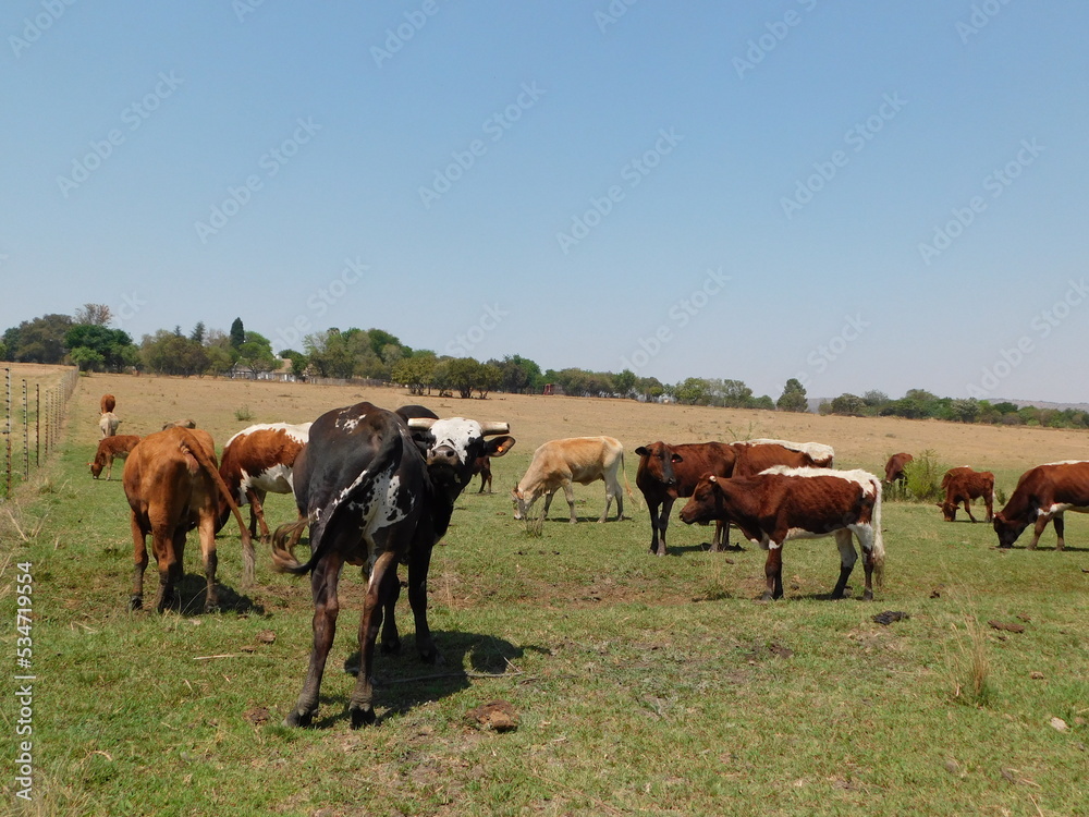 Brown and white cows and a Black Bull with a white spotted face and short cut horns grazing on a green grass field in Gauteng, South Africa