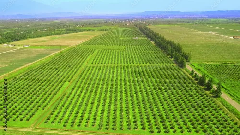Aerial view from drone to sown fields with nuts. Hazelnuts grow in rows, creating furrows. View of mountains and valley on summer day. Horizontal movement of drone. Agriculture. Hazelnut plantation. Aerial view from drone to sown fields with nuts. Hazelnuts grow in rows, creating furrows. View of mountains and valley on summer day. Horizontal movement of drone. Agriculture. Hazelnut plantation.