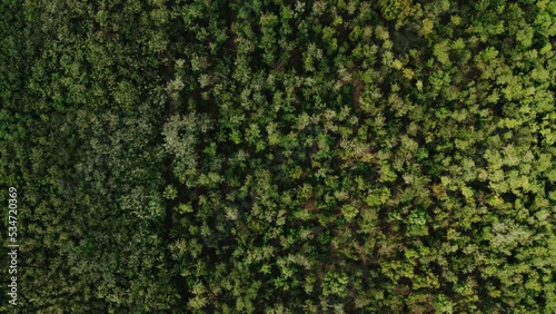 Cinematic aerial top view of the green and yellow trees in the autumn forest. Drone shot of a small windy field and cloudy autumn sky.