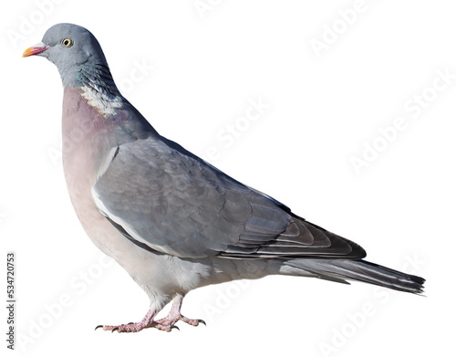 Wood pigeon (Columba palumbus), PNG, isolated on transparent background photo