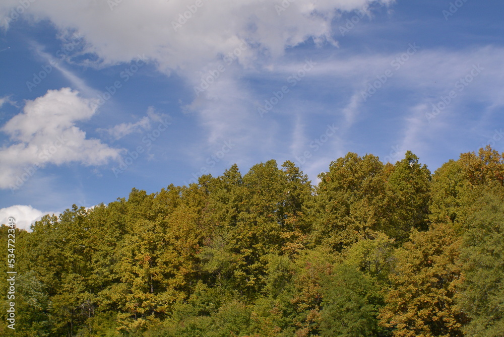 trees and sky trees and sky
