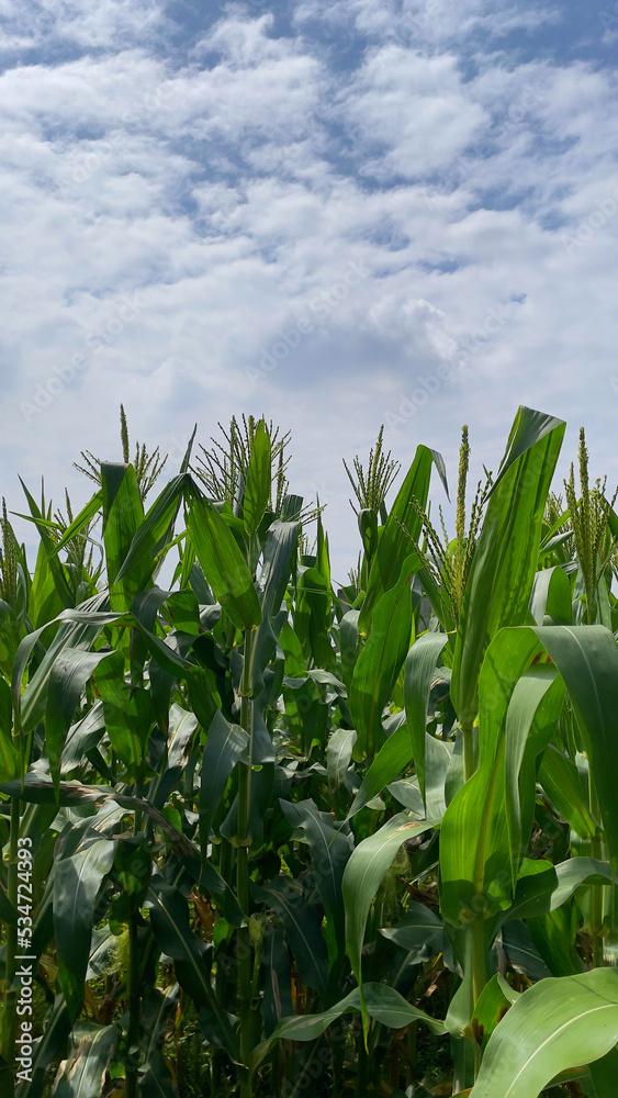 Obraz premium corn field with sky and clouds