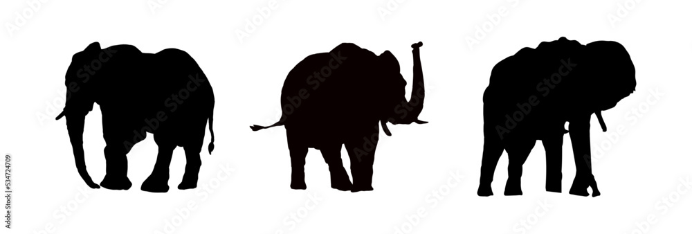 Zestaw sylwetek słonia , słoń - ilustracja wektorowa - obrazy, fototapety, plakaty 
